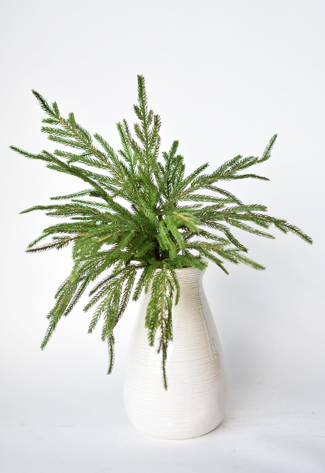 🎄Vacker julspecial 49%🎄Norfolk Pine Branch